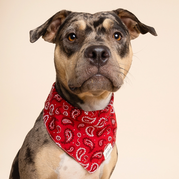 Dallas // Dog bandana in paisley pattern (red)