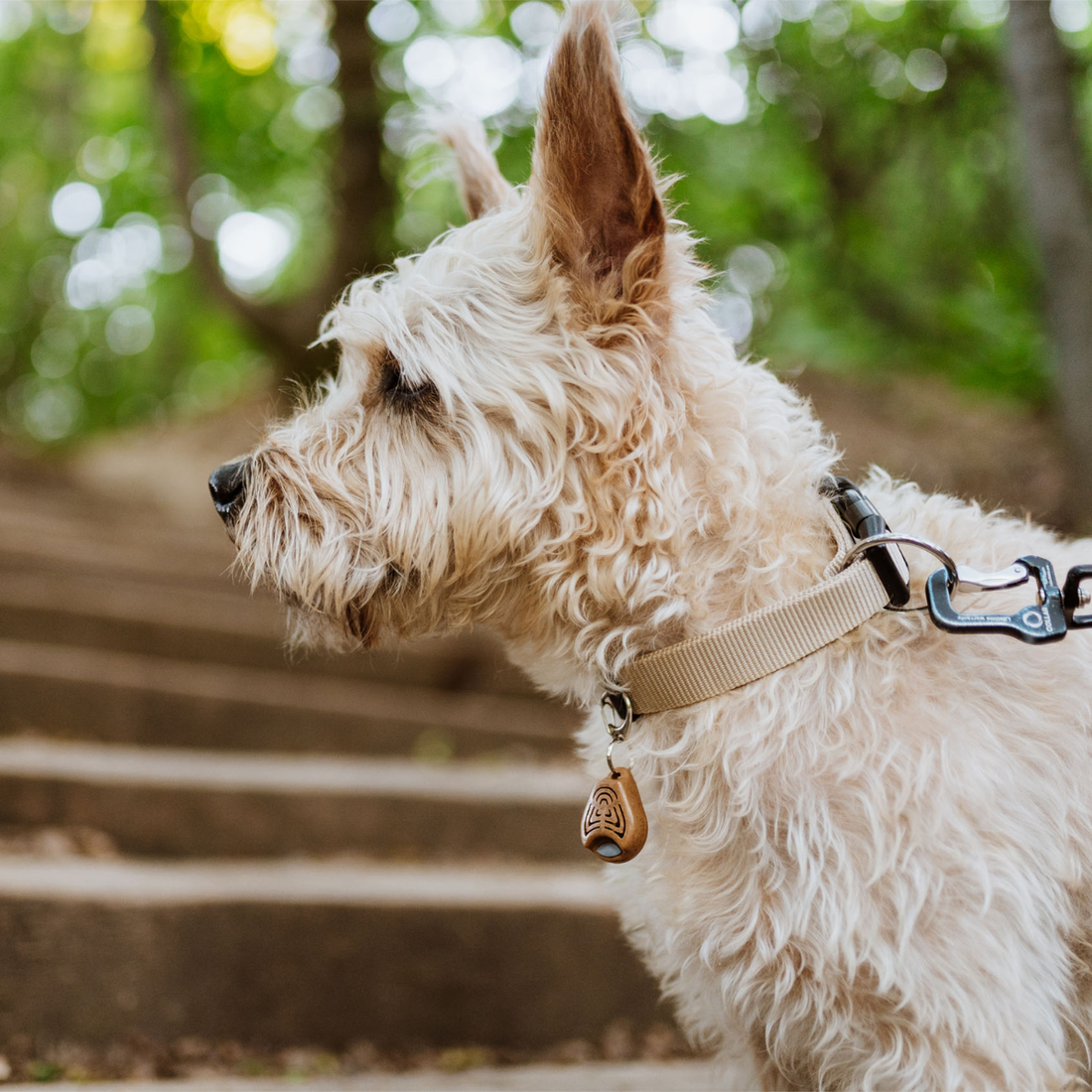 TICKLESS® ECOPet // Non-toxic tick repellent that protects for up to 6 months
