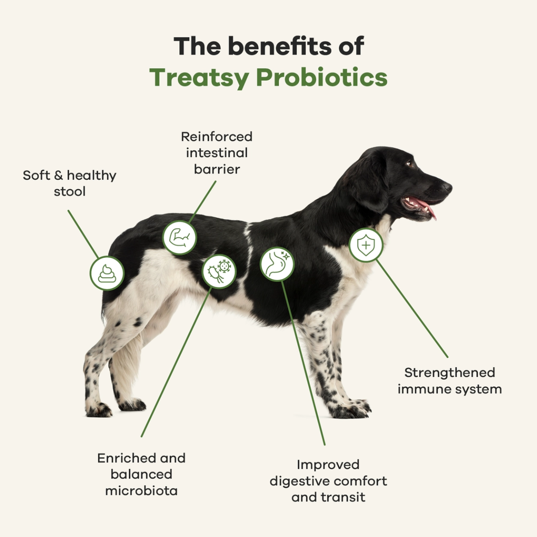Treatsy Probiotics // Daily Gut Support (Chicken)